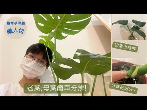 龜背芋 寓意|【龜背芋寓意】龜背芋寓意：擺放不同位置化解厄運招好運！